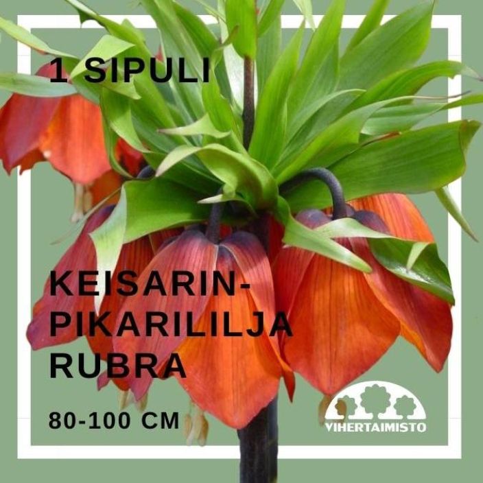 KEISARINPIKARILILJA 'RUBRA' Fritallaria 'Rubra' 1 sipuli 1 sipuli pussissa