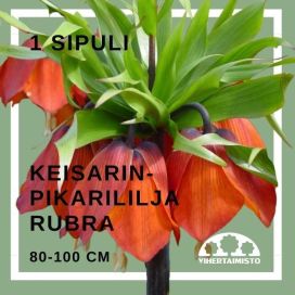 KEISARINPIKARILILJA 'RUBRA' Fritillaria 'Rubra' 1 sipuli