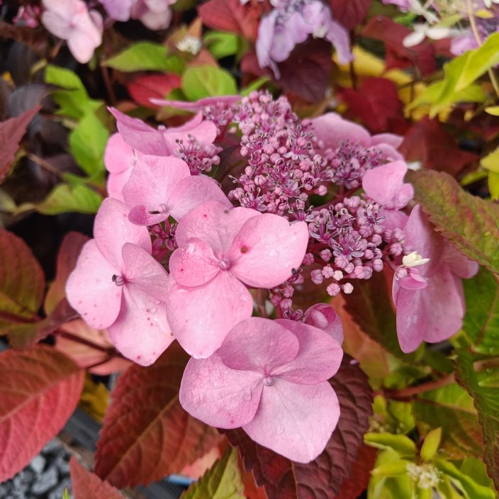 JALOHORTENSIA 'TWIST-n-SHOUT' Hydrangea macrophylla 'Twist-n-Shout' At 3 L Kestava jalohortensia, jonka kukinnan vari