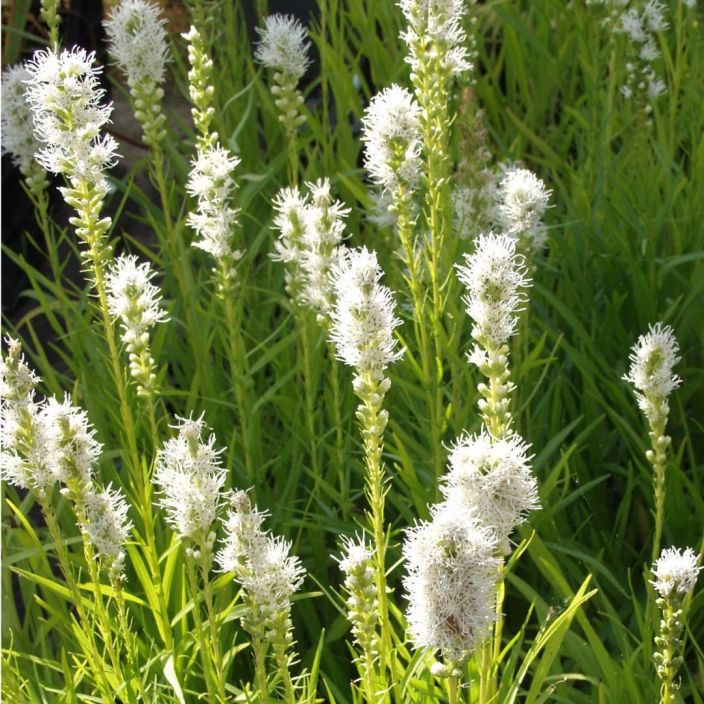 NOROPUNATAHKA 'FLORISTAN WEISS' Liatris spicata 'Floristan Weiss' P10 Valkokukkainen perinneperenna, porriaisten lemppari
