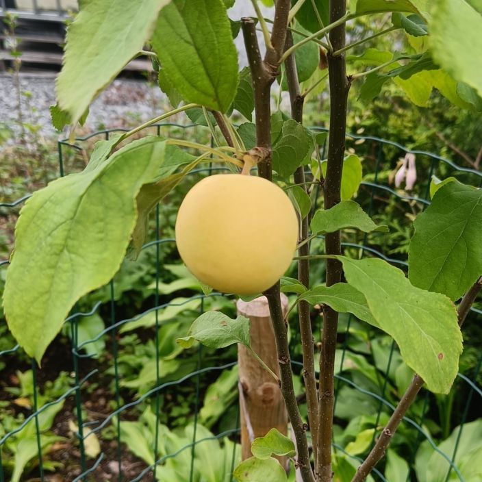 KESAOMENA 'KULTAINEN KITAIKA' Malus 'Kultainen Kitaika' Omenalajike, jonka hedelma on kuin karkki