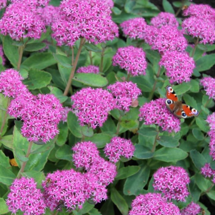 KOMEAMAKSARUOHO Hylotelephium 'Carl' (ent. Sedum) P10 Pystykasvuinen maksaruoho