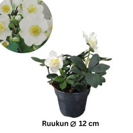 JOULURUUSU 'CHRISTMAS CAROL' Helleborus niger 'CHRISTMAS CAROL' P12