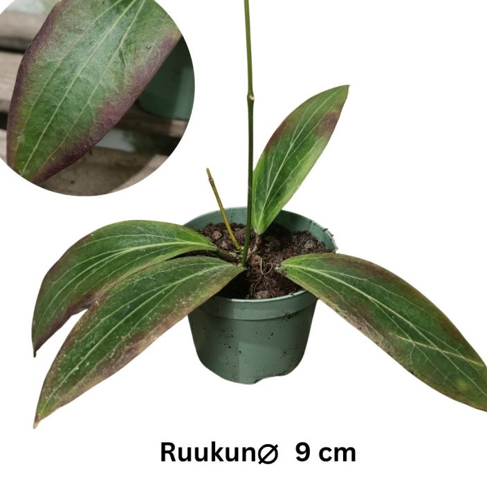 POSLIINIKUKKA Hoya soligamiana P9 Pitkalehtinen, hieman punertavareunainen posliinikukka / LUE KOKO KUVAUS! POSLIINIKUKKA Hoya soligamiana P9 Pitkalehtinen, hieman punertavareunainen posliinikukka / LUE KOKO KUVAUS!