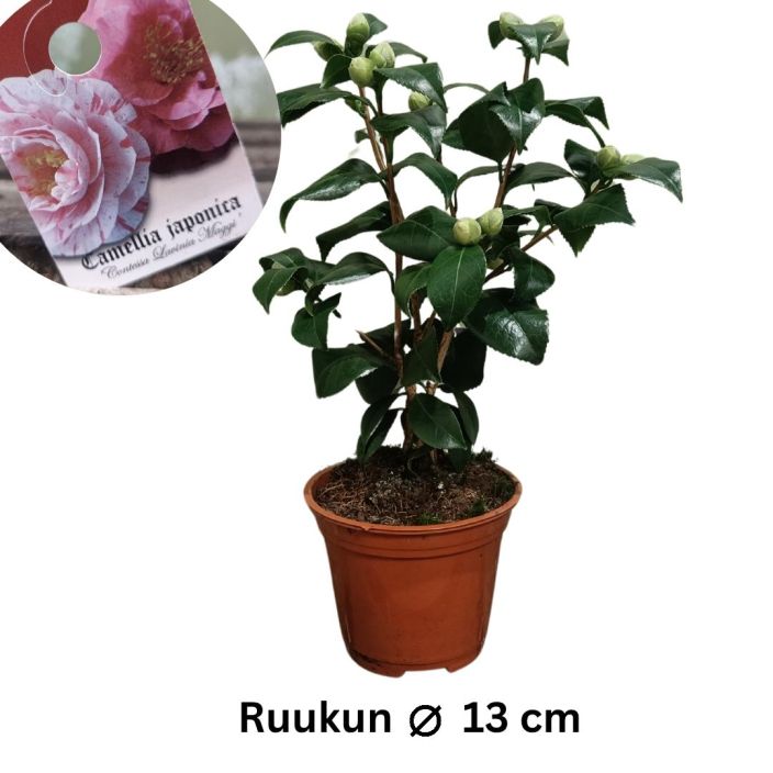 KAMELIA 'CONTESSA LAVINIA MAGGI' Camellia japonica 'Contessa Lavinia Maggi P13 Kerrottukukkainen kaunotar