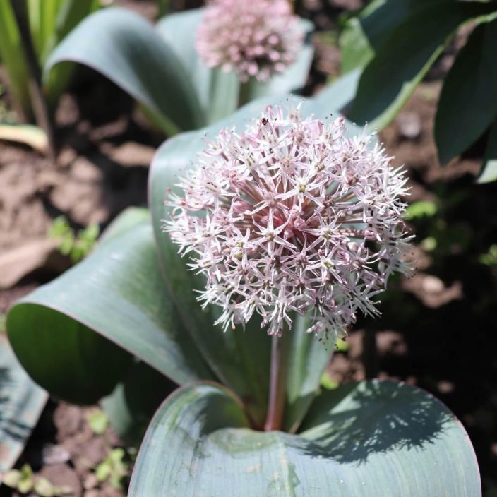 PALLOLAUKKA Allium karataviense P9 Matala ja isolehtinen laukka, jonka on joissain lahteissa kerrottu karkottavan myyria
