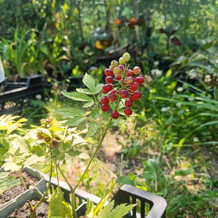 PUNAKONNANMARJA Actaea erythrocarpa P11 Valkokukkainen, punamarjainen luonnonperenna. Myrkyllinen.