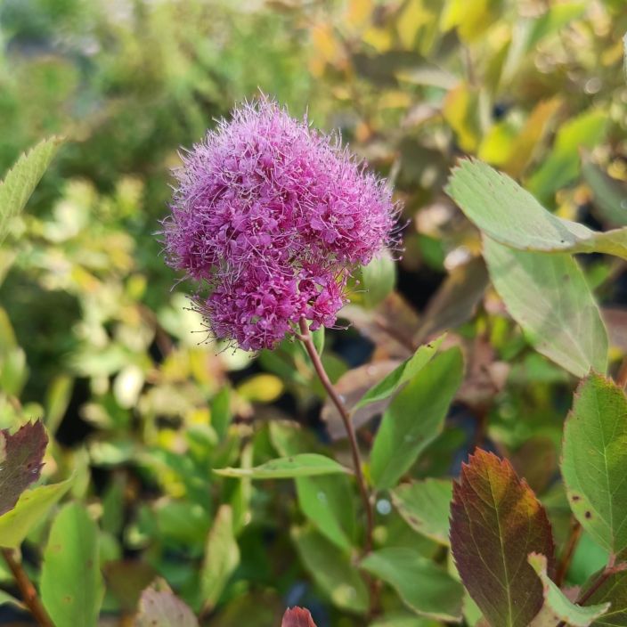 KUNINKAANANGERVO 'KRUUNU' Spiraea x watsoniana 'Kruunu' AT 3L Pinkkina kukkiva, matalahko pensas / VAIN NOUTO
