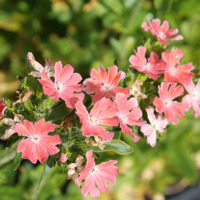 PALAVARAKKAUS 'CARNEA' Lychnis chalcedonica 'Carnea' P10 TULOSSA ENNAKKOMYYNTIIN 15.3. / Perinteisen, punakukkaisen perennan