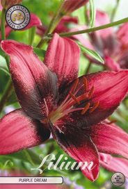LILJA 'PURPLE DREAM' Lilium Asiatic hybrid 'Purple Dream', 2 sipulia
