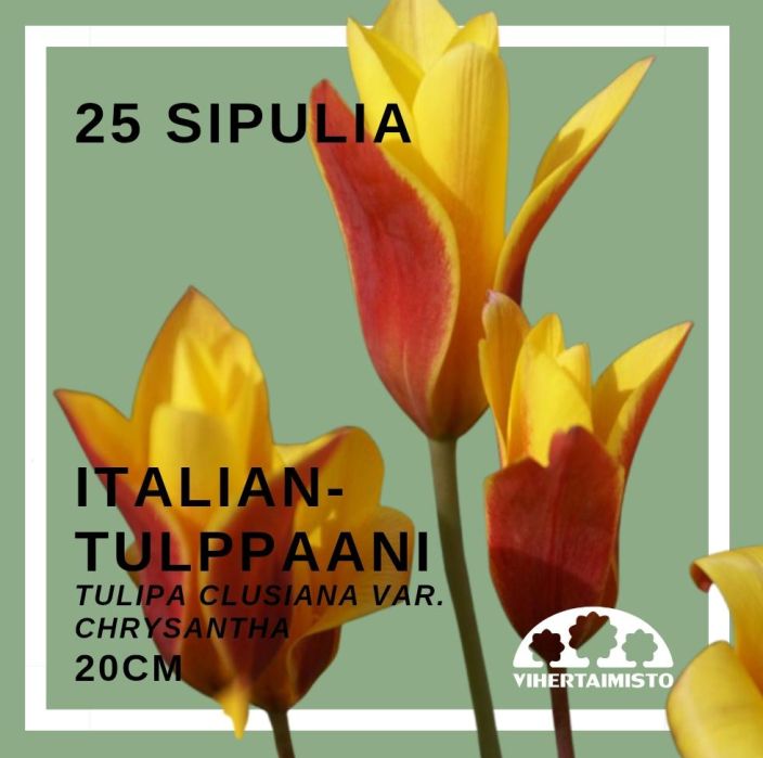 ITALIANTULPPAANI Tulipa clusiana var. chrystantha 25 sipulia 25 sipulia pussissa
