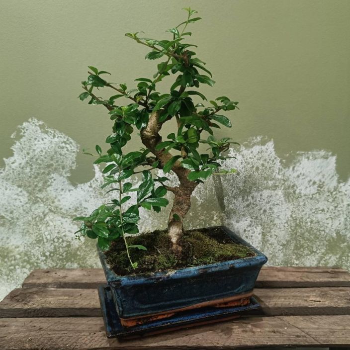 KARMONA Carmona retusa P24 Bonsai-ruukussa + aluslautanen Ympari vuoden sisatiloissa viihtyvia bonsai-kasveja on vahan,