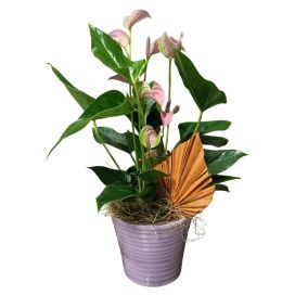 FLAMINGONKUKKA LILASSA RUUKUSSA