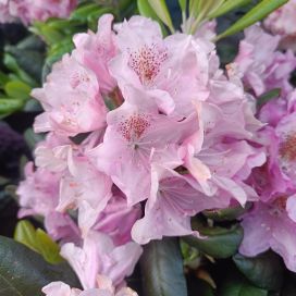 ALPPIRUUSU 'HELSINGIN YLIOPISTO' Rhododendron Tigerstedtii-R 'Helsingin Yliopisto' 30-40 cm