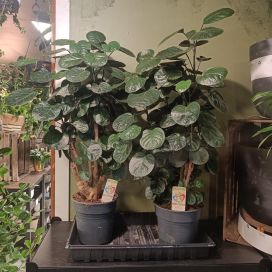 HOPEA-ARALIA 'FABIAN' Polyscias scutellaria 'Fabian' P19