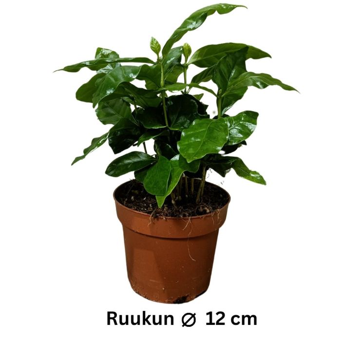 KAHVI 'ARABICA' Coffea arabica P12 Kahvipensas, lajike Arabica.