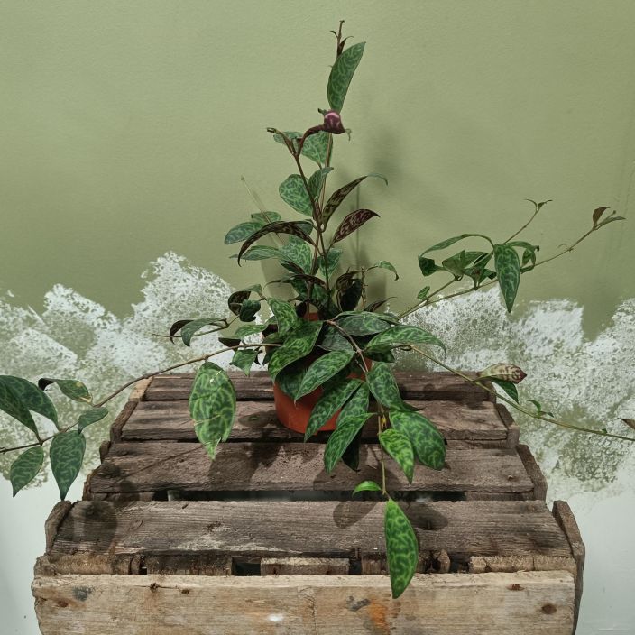 KIRJOSOIHTUKOYNNOS Aeschynanthus marmoratus P12 Kirjavalehtinen soihtukoynnos