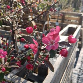 PURPPURAOMENAPUU 'LINNANMÄKI' Malus 'Linnanmäki' 150-250 cm