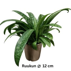 TÄPLIKKI Drimiopsis kirkii P12