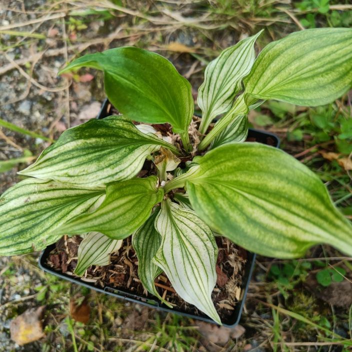 KUUNLILJA 'WHITE FEATHER' Hosta 'White Feather' P11 Kuunlilja, jonka lehdet ovat kevaalla aivan valkeat ja saavat myohemmin