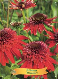 KAUNOPUNAHATTU 'ECCENTRIC' Echinacea purpurea 'Eccentric' P11