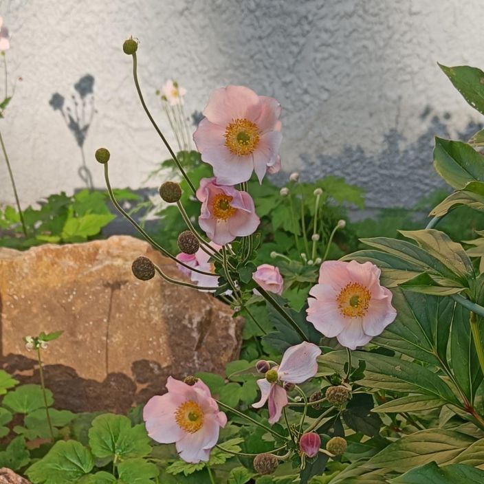 HOPEASYYSVUOKKO Anemone tomentosa 'Robustissima' P10 Loppukesalla kukkiva vuokko