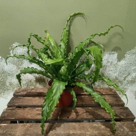 PESÄRAUNIOINEN 'OSAKA' Asplenium antiquum 'Osaka' P12