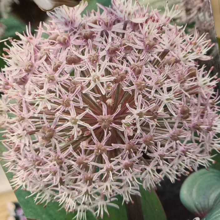 PALLOLAUKKA Allium karataviense 5 sipulia pussissa