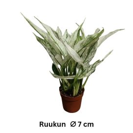 VIIRIVEHKA 'SNOW FEATHER' Spathiphyllum wallisii 'Snow Feather' P7