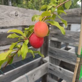 KIRSIKKALUUMU 'KOMETA' Prunus cerasifera 'Kometa' AT 7,5L
