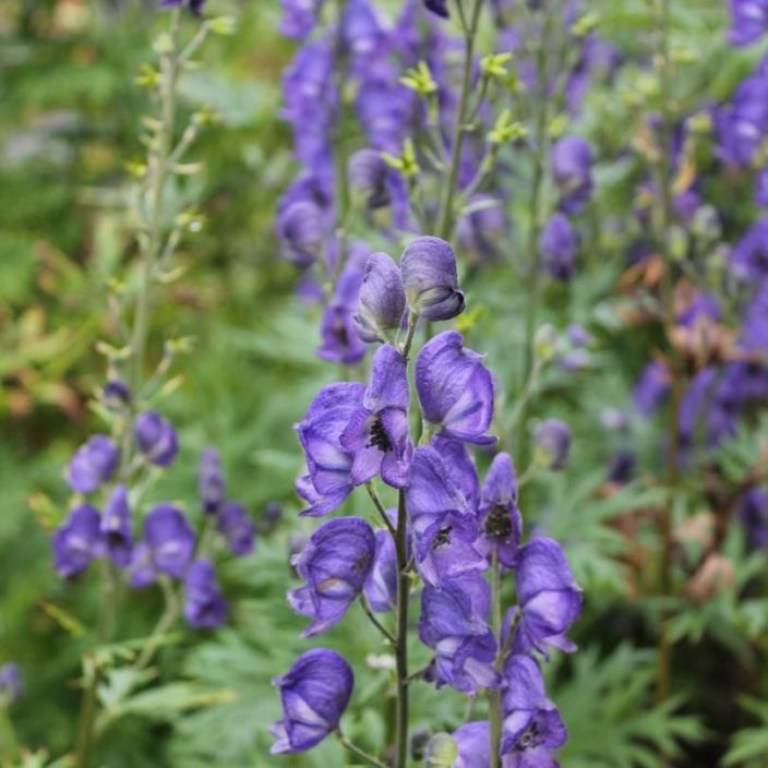 Aconitum napellus ssp.lusitanicum, Aitoukonhattu TULOSSA / VAIN NOUTO
