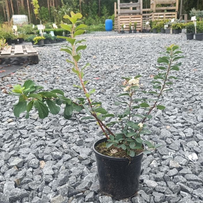 KOIVUANGERVO 'TOR' Spiraea betulifolia 'Tor' At 1,5 L Matalakasvuinen pikkupensas, jolla on kaunis syysvari