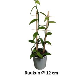 VANILJA(ORKIDEA) Vanilla planifolia P12