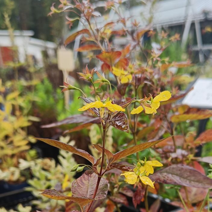 RIPSIALPI Lysimachia ciliata 'Firecracker' P11 Tummalehtinen katseenvangitsija