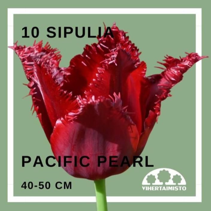 TULPPAANI 'PACIFIC PEARL' Tulipa 'Pacific Pearl' 10 sipulia 10 sipulia pussissa