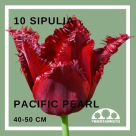TULPPAANI 'PACIFIC PEARL' Tulipa 'Pacific Pearl' 10 sipulia
