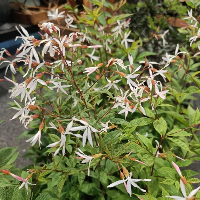 PERHOANGERVO Gillenia trifoliata P13 Korkeavartinen, valkokukkainen perenna, jolla viininpunainen syysvari