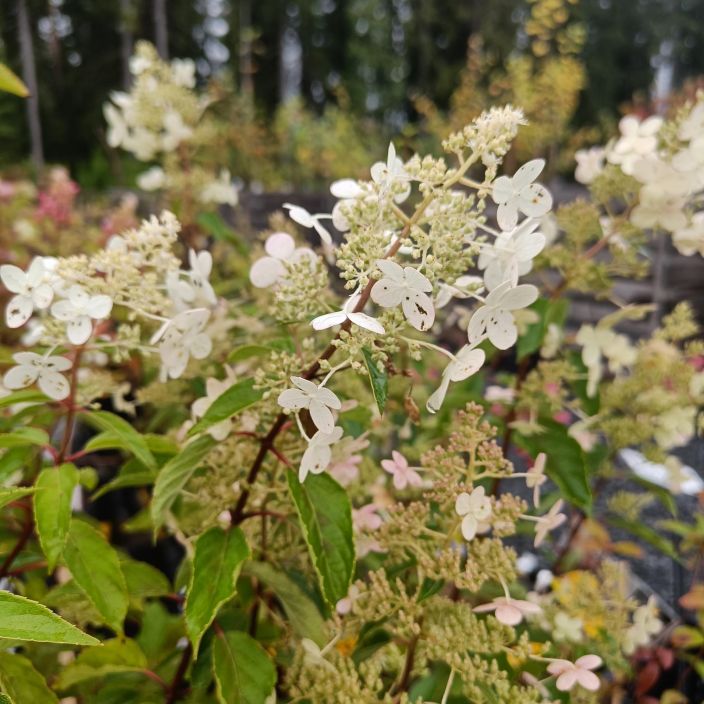 MUSTILANHORTENSIA 'MUSTILA' Hydrangea paniculata 'Mustila' Pitkaan valkoisena syksylla kukkiva pensas.