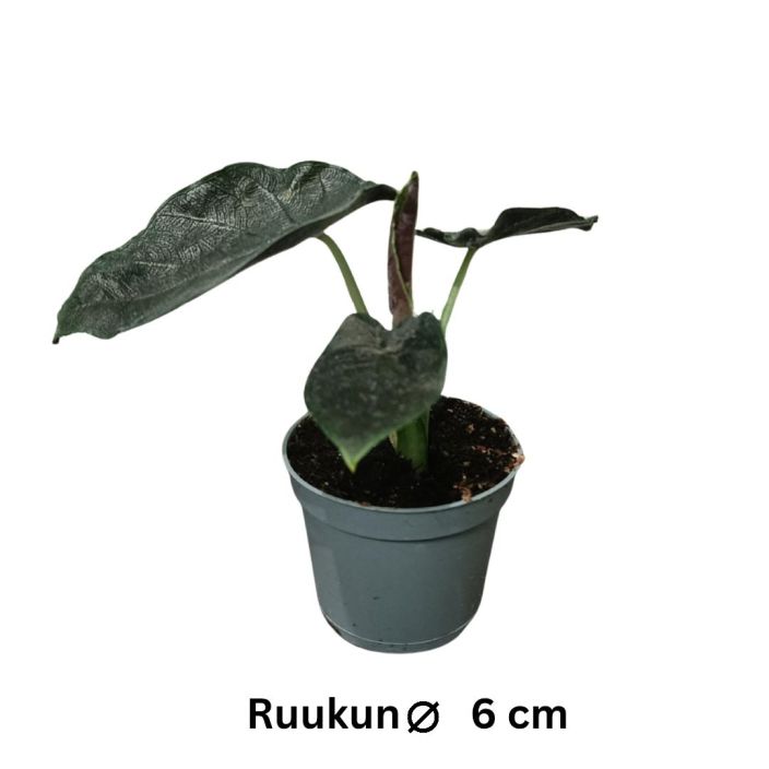 ALOKASIA / JUURAKKOVEHKA 'ANTORO VELVET' Alocasia 'Antoro Velvet' P6 Tumman samettipintaisia lehtie tekeva kasvi