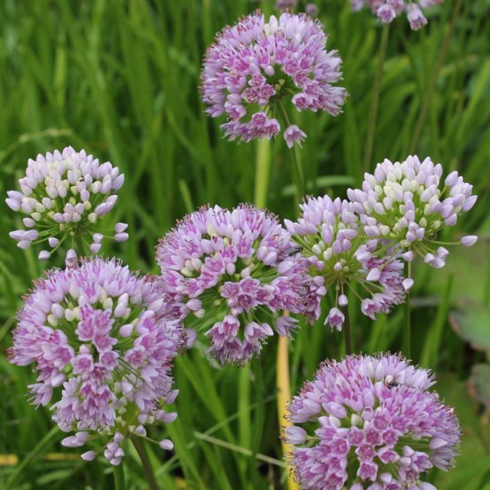 VAARINLAUKKA Allium senescens P10 TULOSSA ENNAKKOMYYNTIIN 1.3. / Kaunis laukka lapaisevaan kukkapenkkiin. Toimii myos