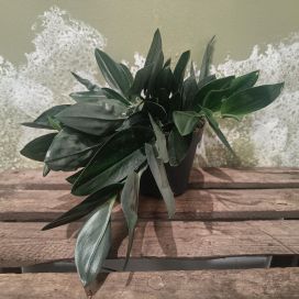 HOPEAKÖYNNÖS 'DARK FORM' Scindapsus treubii 'Dark Form' P12