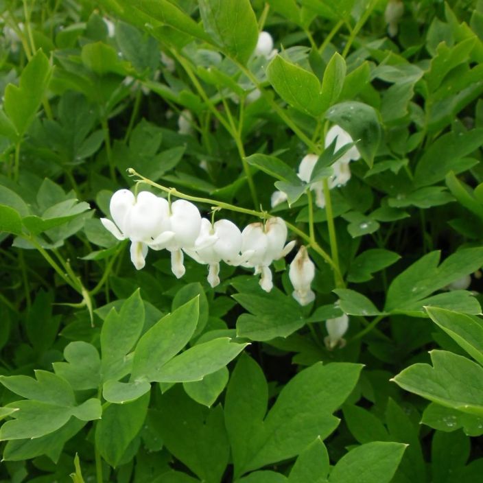 SARKYNYTSYDAN 'ALBA' Lamprocapnos spectabilis 'Alba' P10 Perenna, jonka valkoiset kukat ovat kuin sarkyneita sydamia