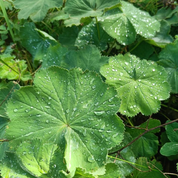 JATTIPOIMULEHTI Alchemilla mollis P9 Vihrean eri savyja tarjoileva perenna