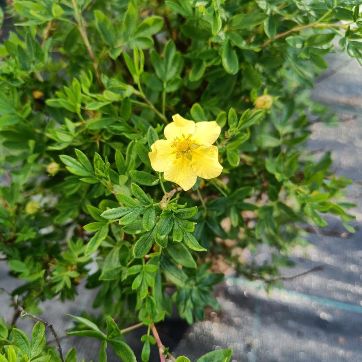 PENSASHANHIKKI 'TERVOLA' Dasiphora fruticosa 'Tervola' Sitkea, kotimainen lajike.