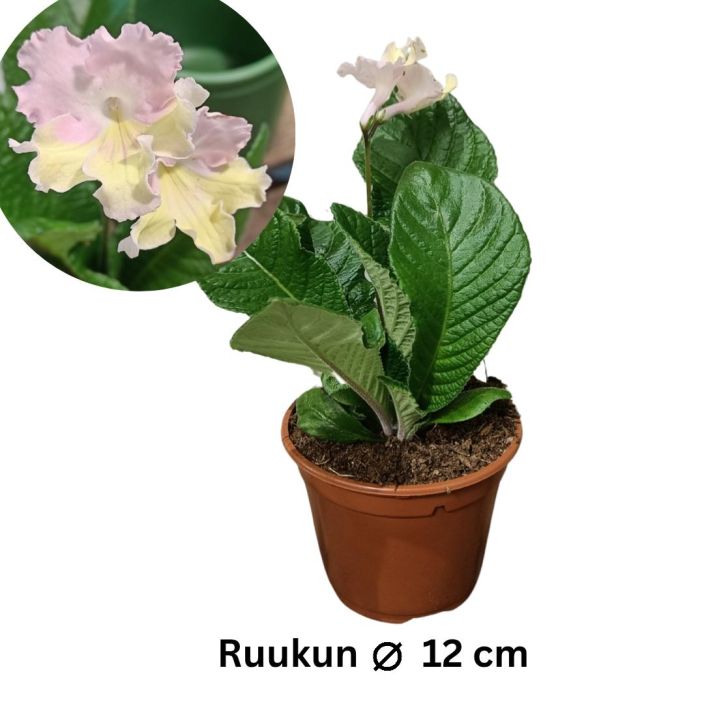 SOILIKKI 'FLAVIA' Streptocarpus 'Flavia' P12 Kelta-vaaleanpunakukkainen perinnekasvi / saapuneet meille kukkivana 2.2.