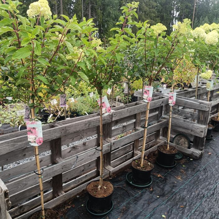 SYYSHORTENSIA 'VANILLE FRAISE' Hydrangea paniculata 'Vanille Fraise' runko 90 cm Komeasti loppukesasta ja alkusyksysta SYYSHORTENSIA 'VANILLE FRAISE' Hydrangea paniculata 'Vanille Fraise' runko 90 cm Komeasti loppukesasta ja alkusyksysta