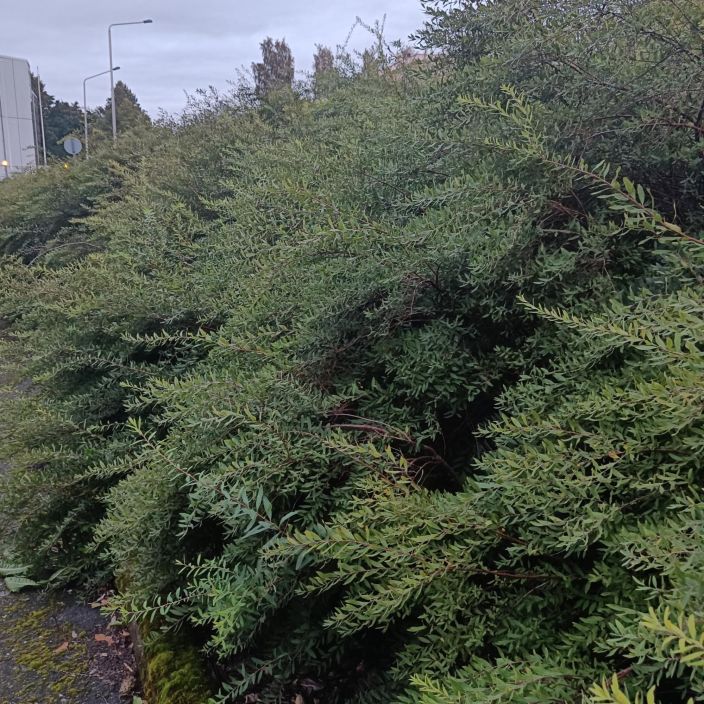 NORJANANGERVO 'GREFSHEIM' Spiraea 'Grefsheim' Aikaisin kukkiva kaunis pikkupensas. / Toimitetaan leikattuna, jos ei muutoin