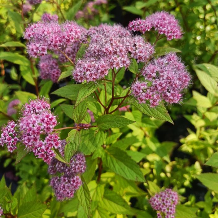 RUUSUANGERVO Spiraea japonica 'Froebelii' AT 1,5L VAIN NOUTO / Punertavakukkainen angervolajike