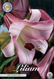 LILJA 'PINK PERFECTION' Lilium 'Pink Perfection' , 2 sipulia