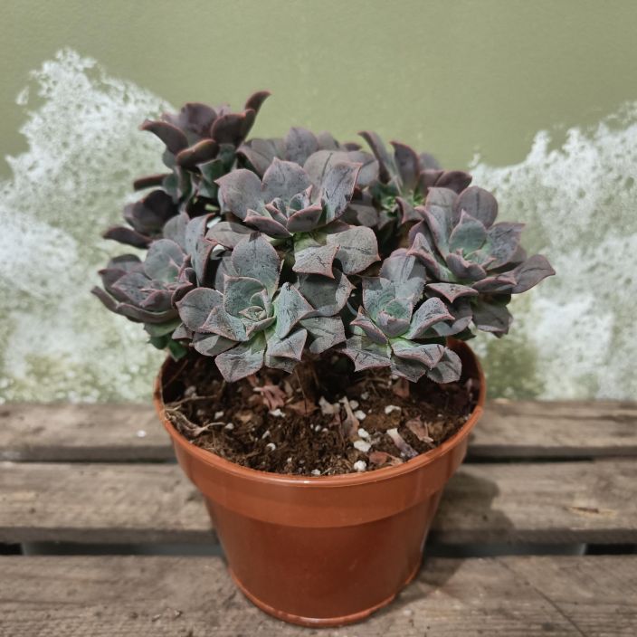 MEHIPUU 'MARY ANN KUNKEL' Aeonium 'Mary Ann Kunkel' P15 Violetinpunertava mehipuu